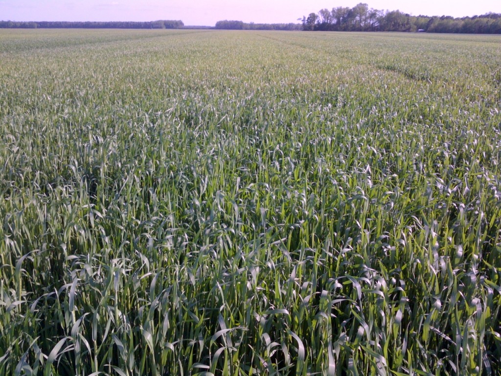 NC Wheat 4-22-13