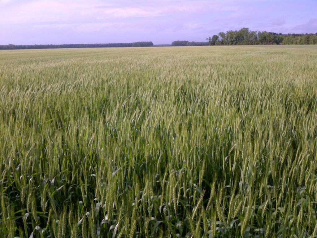 NC Wheat 5-3-13