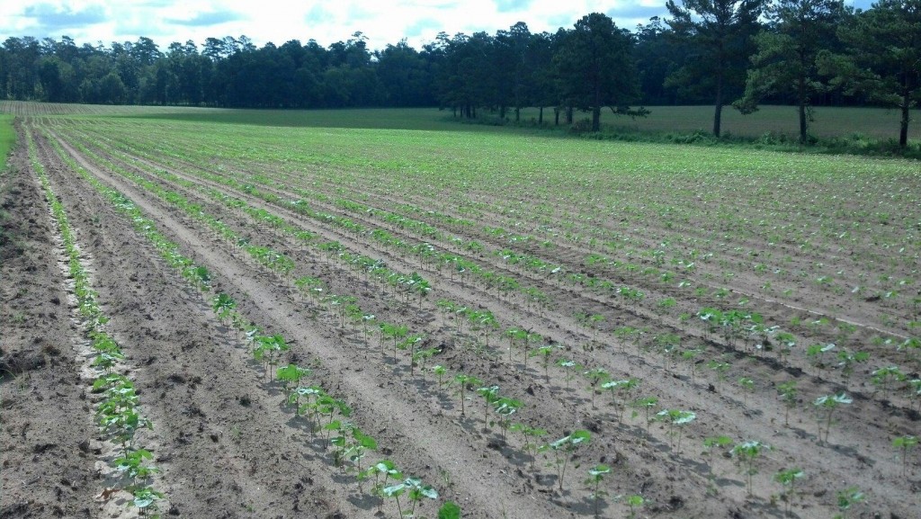 Georgia Cotton June 2013