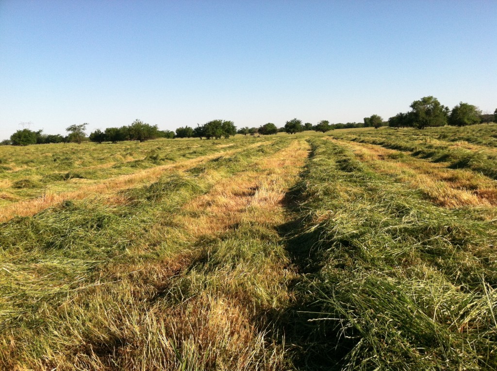 Texas Ryegrass 1 - Sharp Ranch