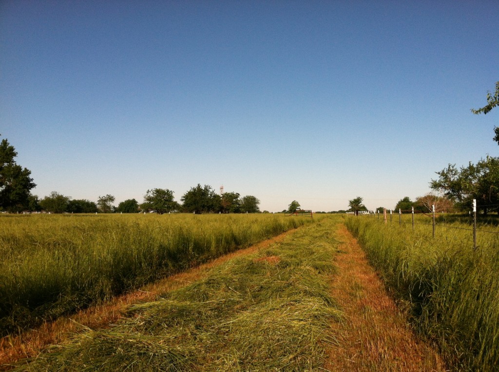 Texas Ryegrass 2 - Sharp Ranch