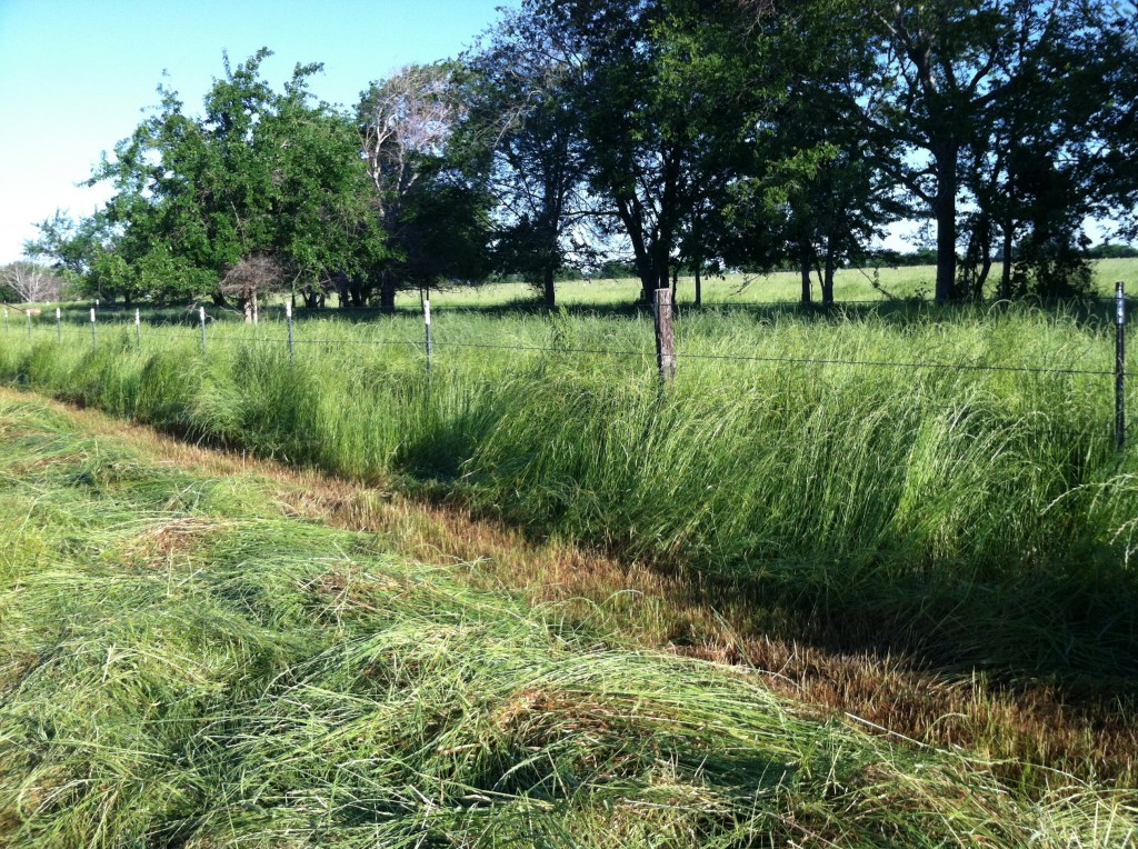 Texas Ryegrass 3 - Sharp Ranch