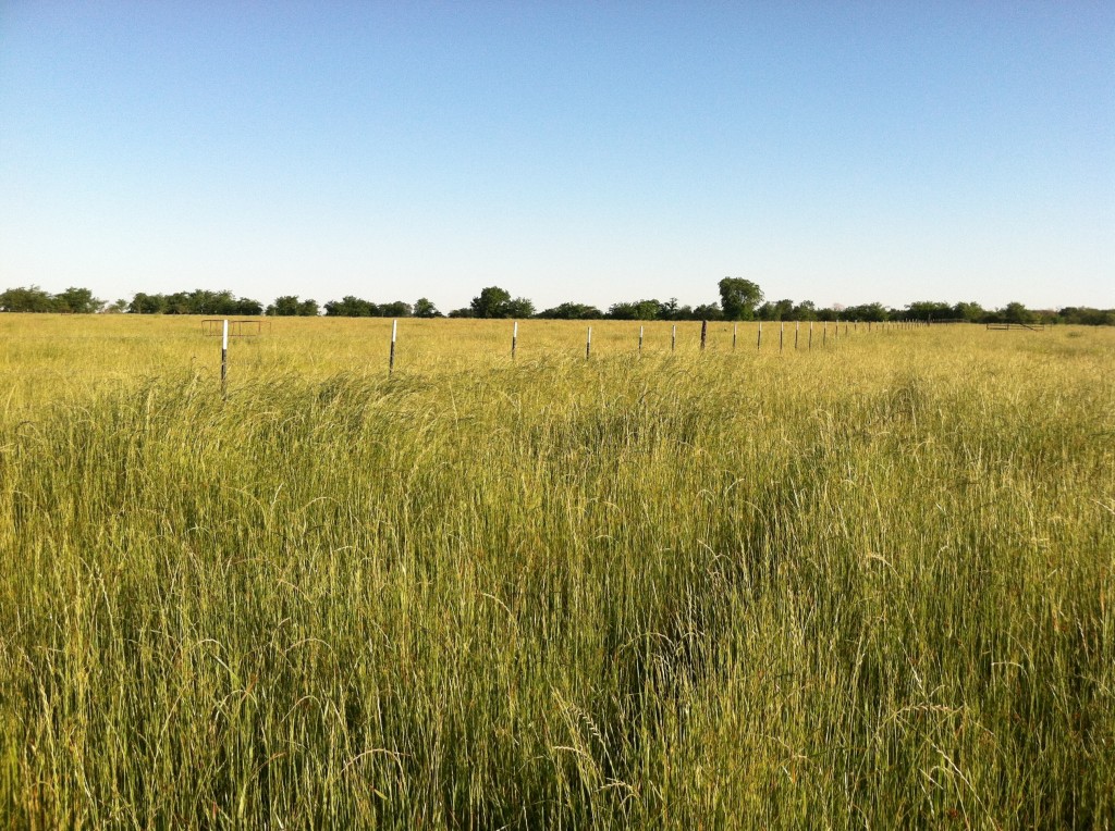 Texas Ryegrass 4 - Sharp Ranch