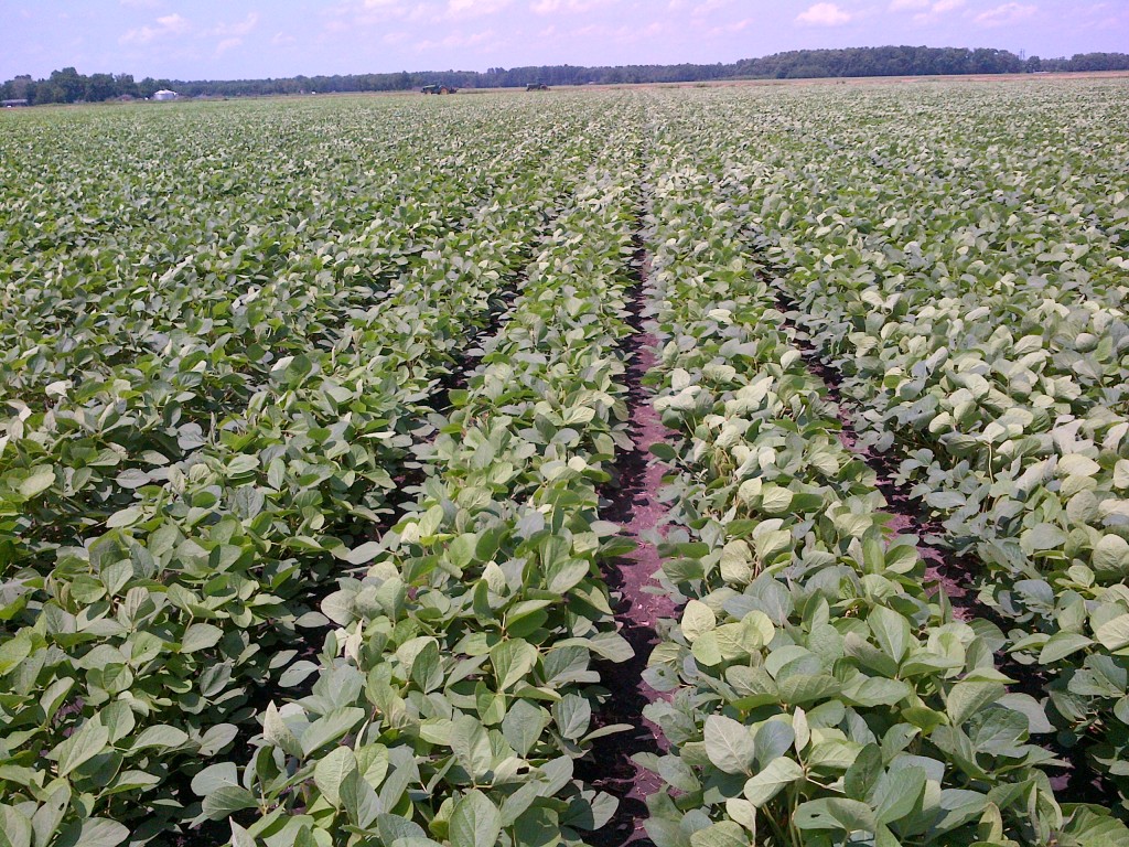 Twin row soybeans 95Y20 June 26,2013