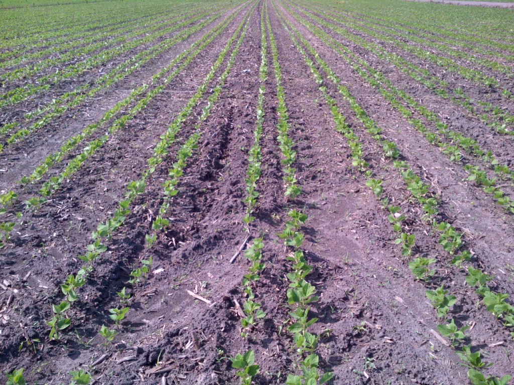 Twin row soybeans May 30,2013