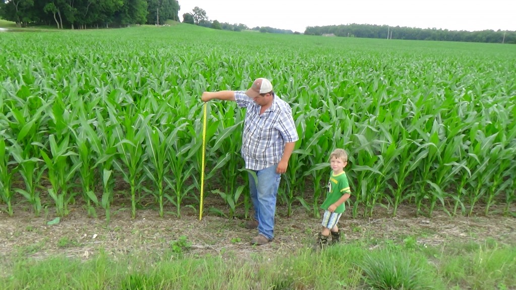 42 inch corn 6-2014 TN