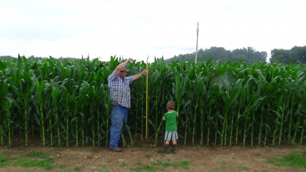 71 inch corn 6-2014 TN