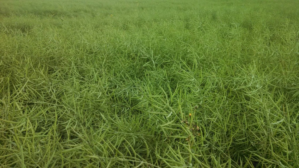 TN Canola 6-2014