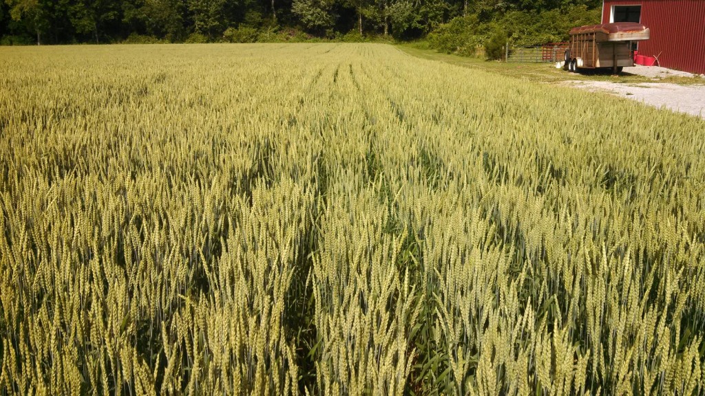 TN Wheat 6-2014