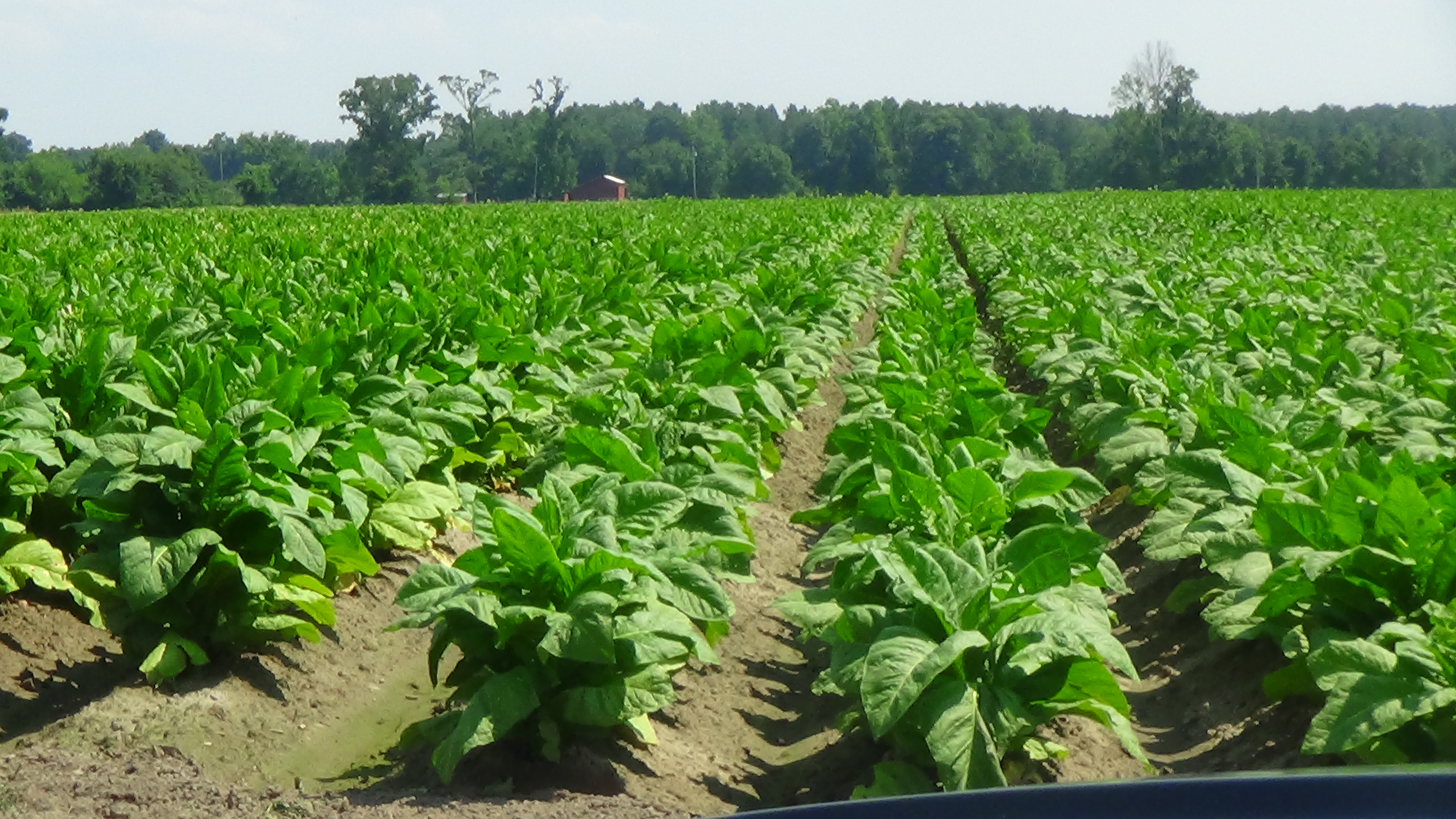 tobacco-in-north-carolina-advanced-liquid-nutrition-grasshopper