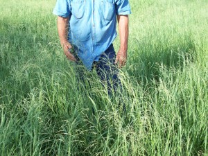 Klein Grass in Texas – July 2012 | Advanced Liquid Nutrition ...