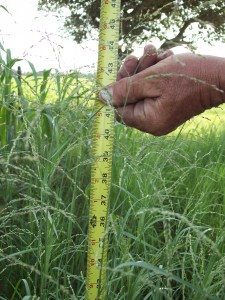 Klein Grass in Texas – July 2012 | Advanced Liquid Nutrition ...